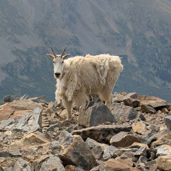 Grays Peak