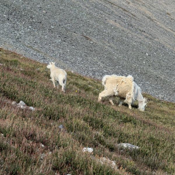Grays Peak