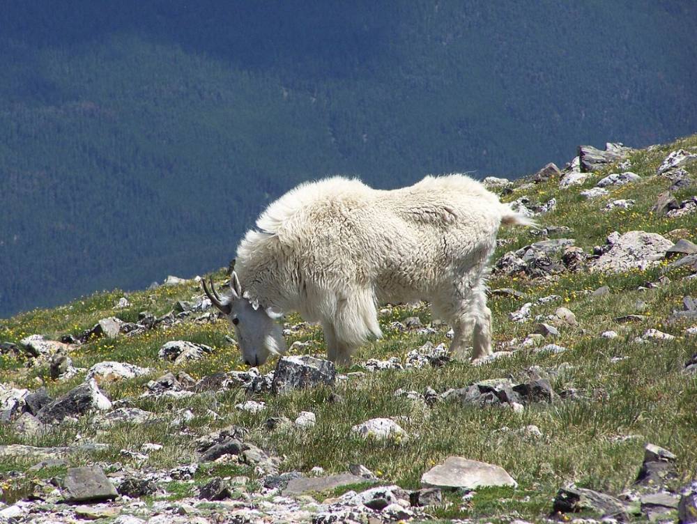 Mountain goats are common on the upper ridge